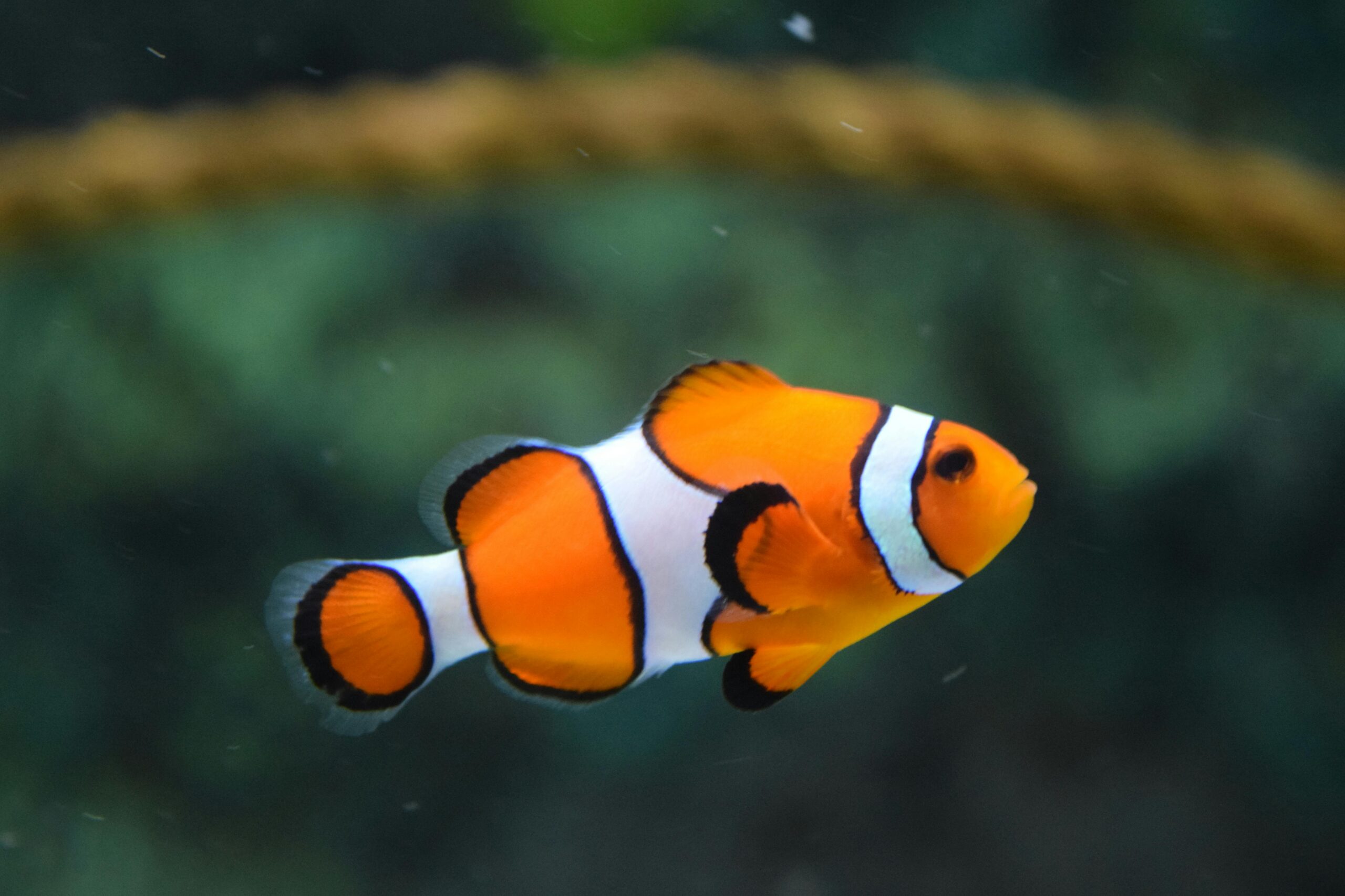 You are currently viewing 10 Essential Tips for Keeping Your Pet Fish Happy and Healthy